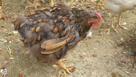 do chickens have tails|chicken with no tail feathers.